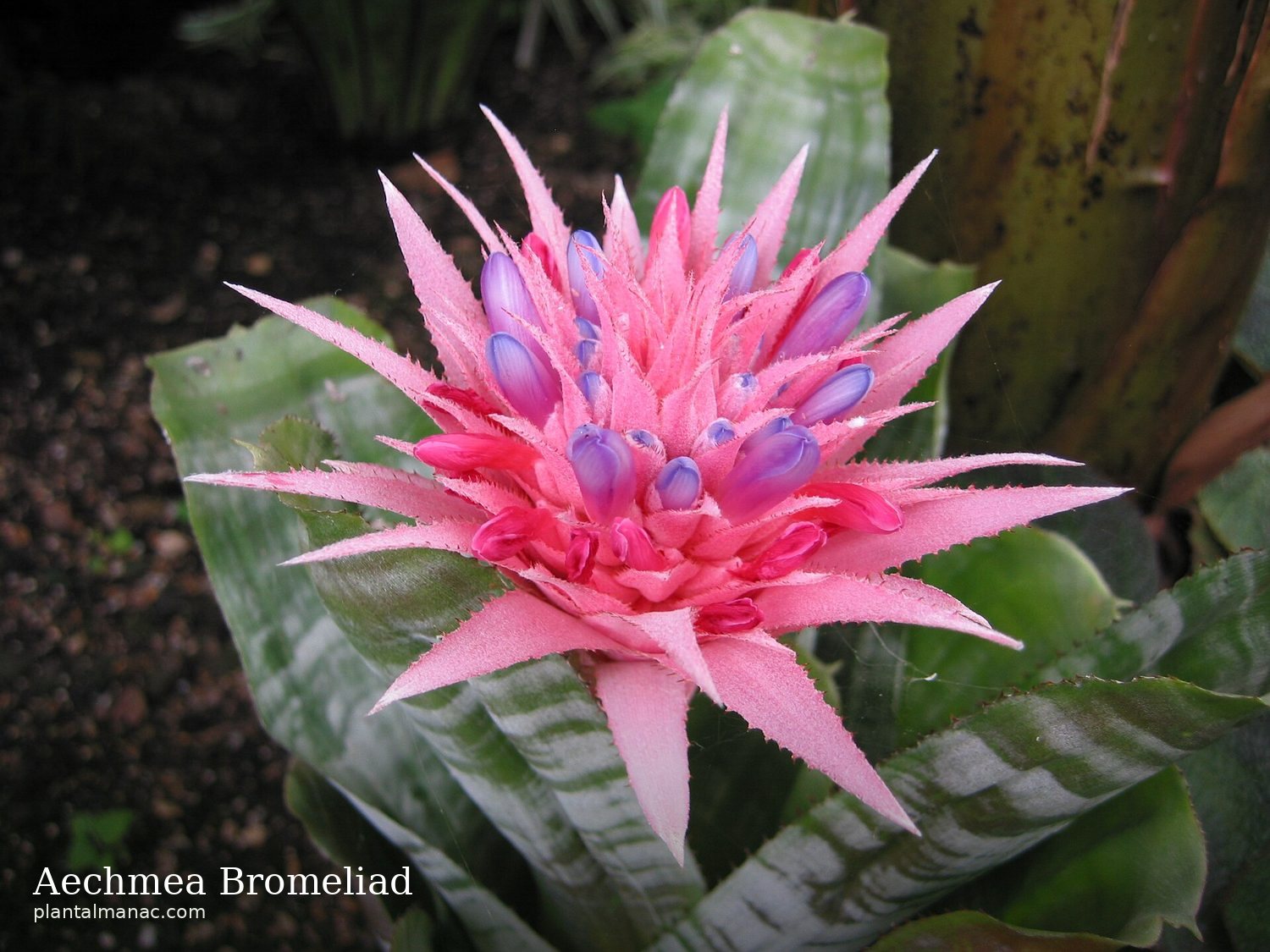 Aechmea Bromeliad (Aechmea fasciata)