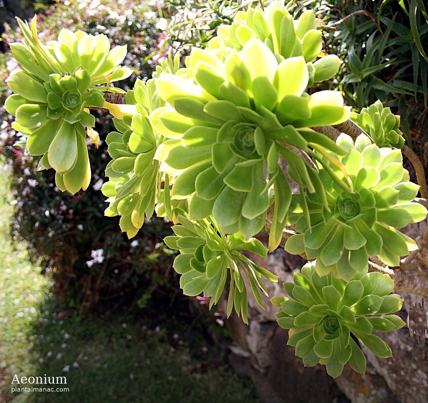 Aeonium (Aeonium arboreum)