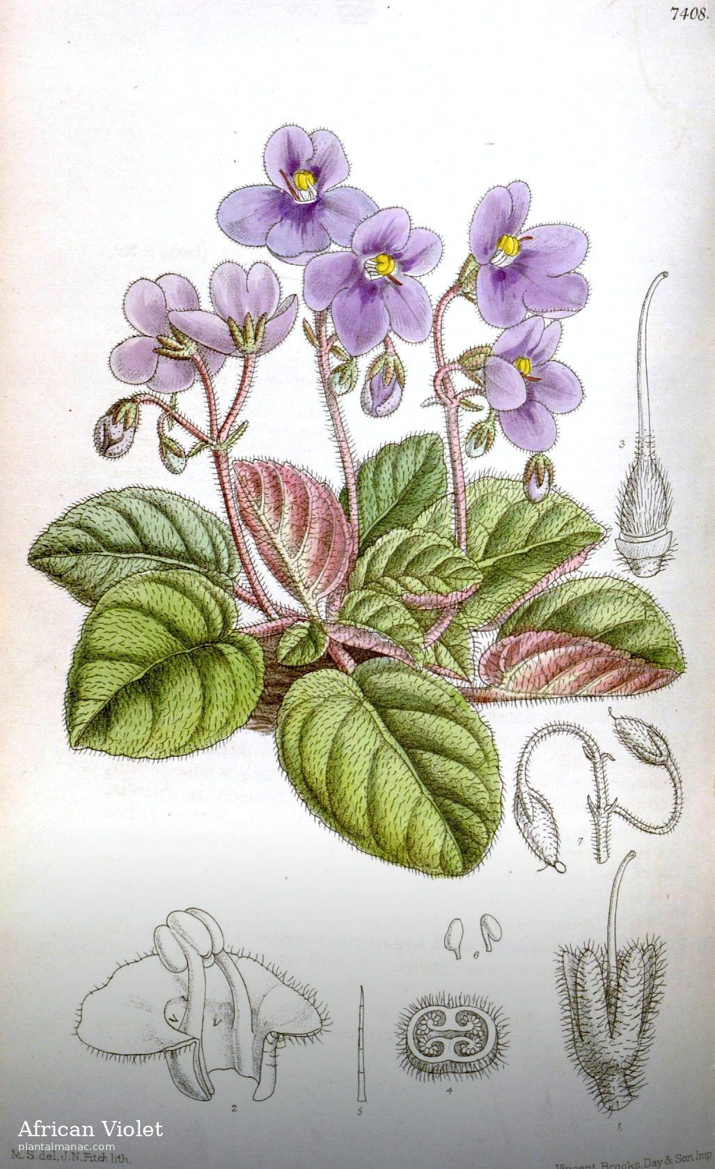 Afrikanisches Veilchen (Streptocarpus ionanthus)