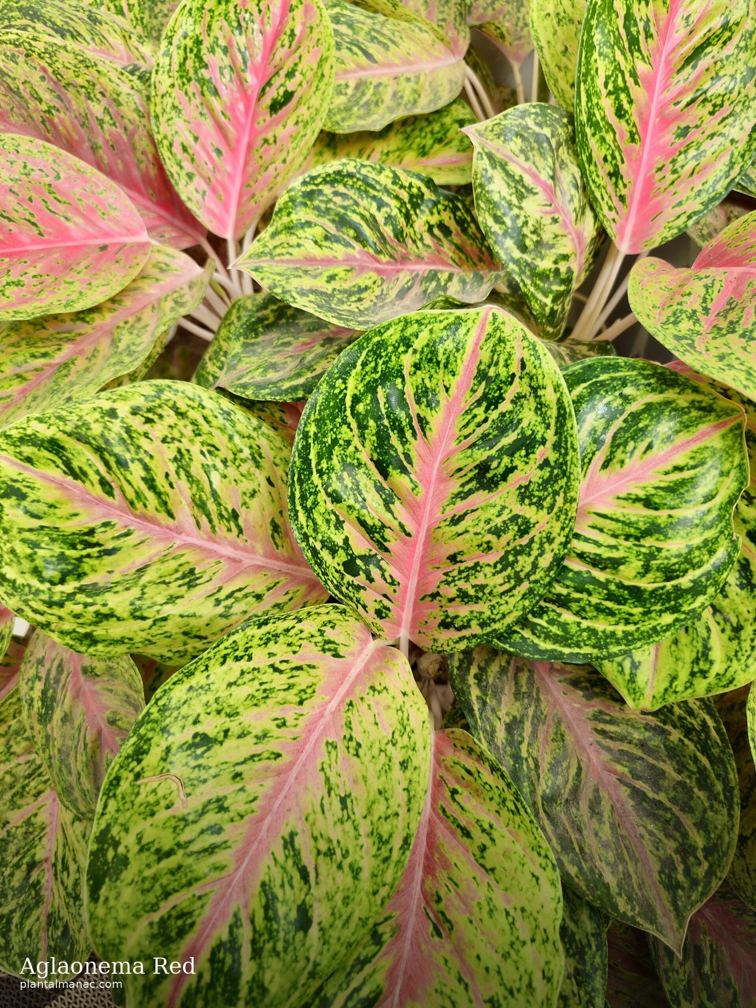 Aglaonema Red (Aglaonema Siam Aurora)