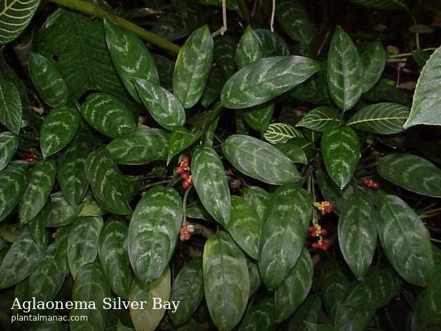 Aglaonema Silver Bay (Aglaonema Silver Bay)