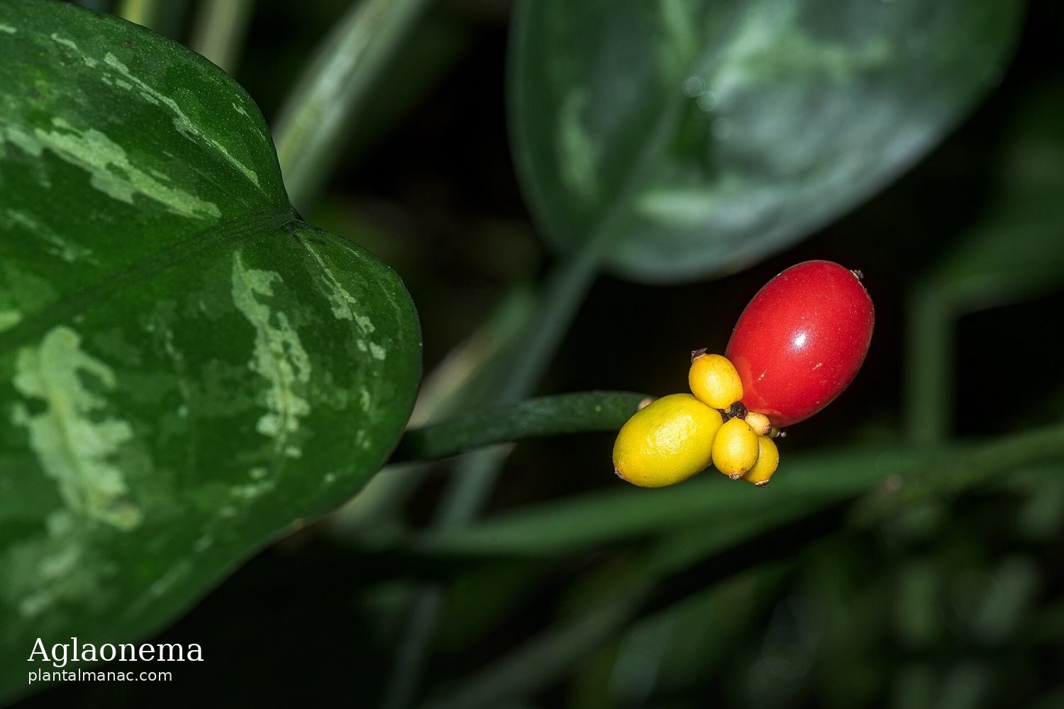 Aglaonema (Aglaonema commutatum)