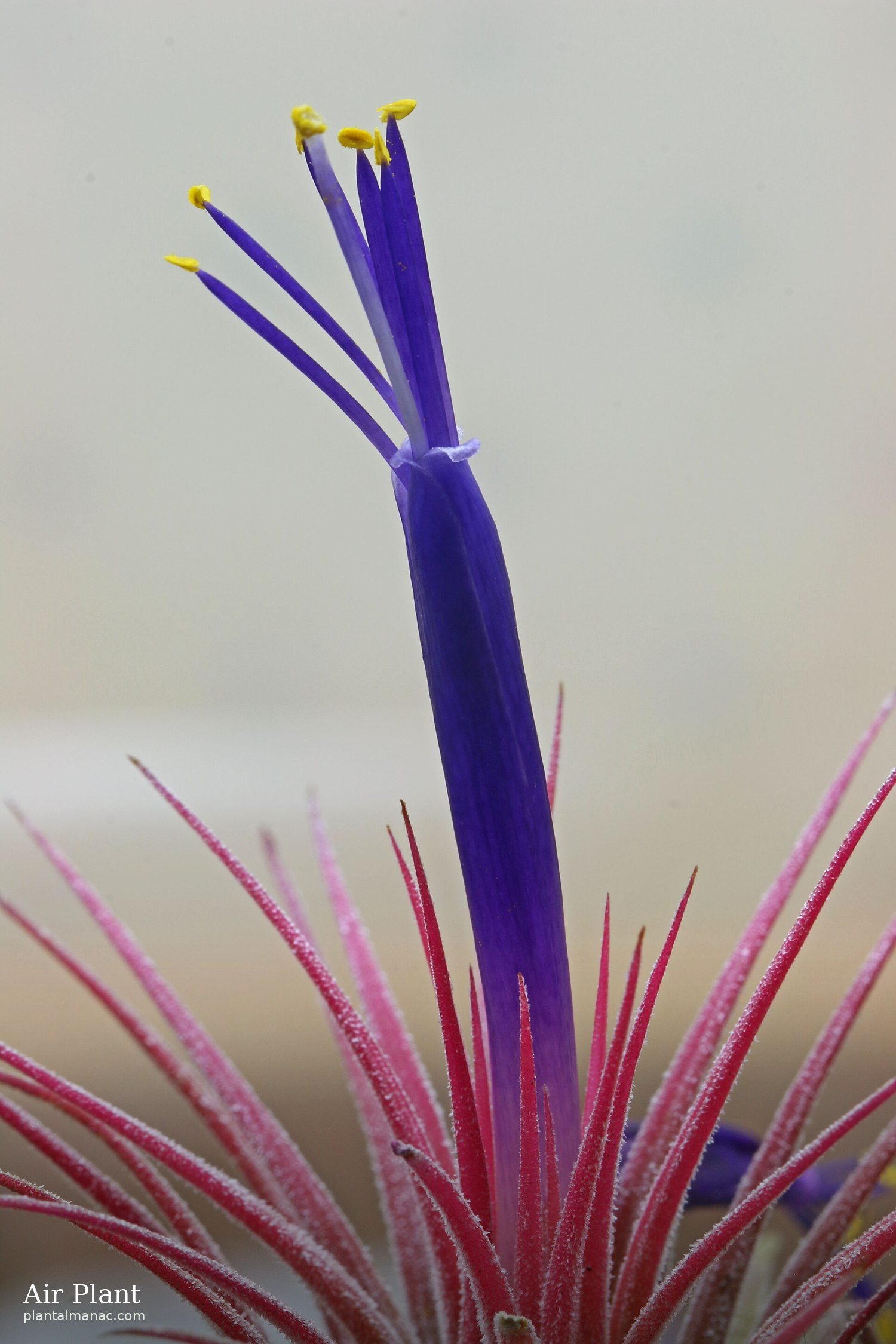 Air Plant (Tillandsia ionantha)