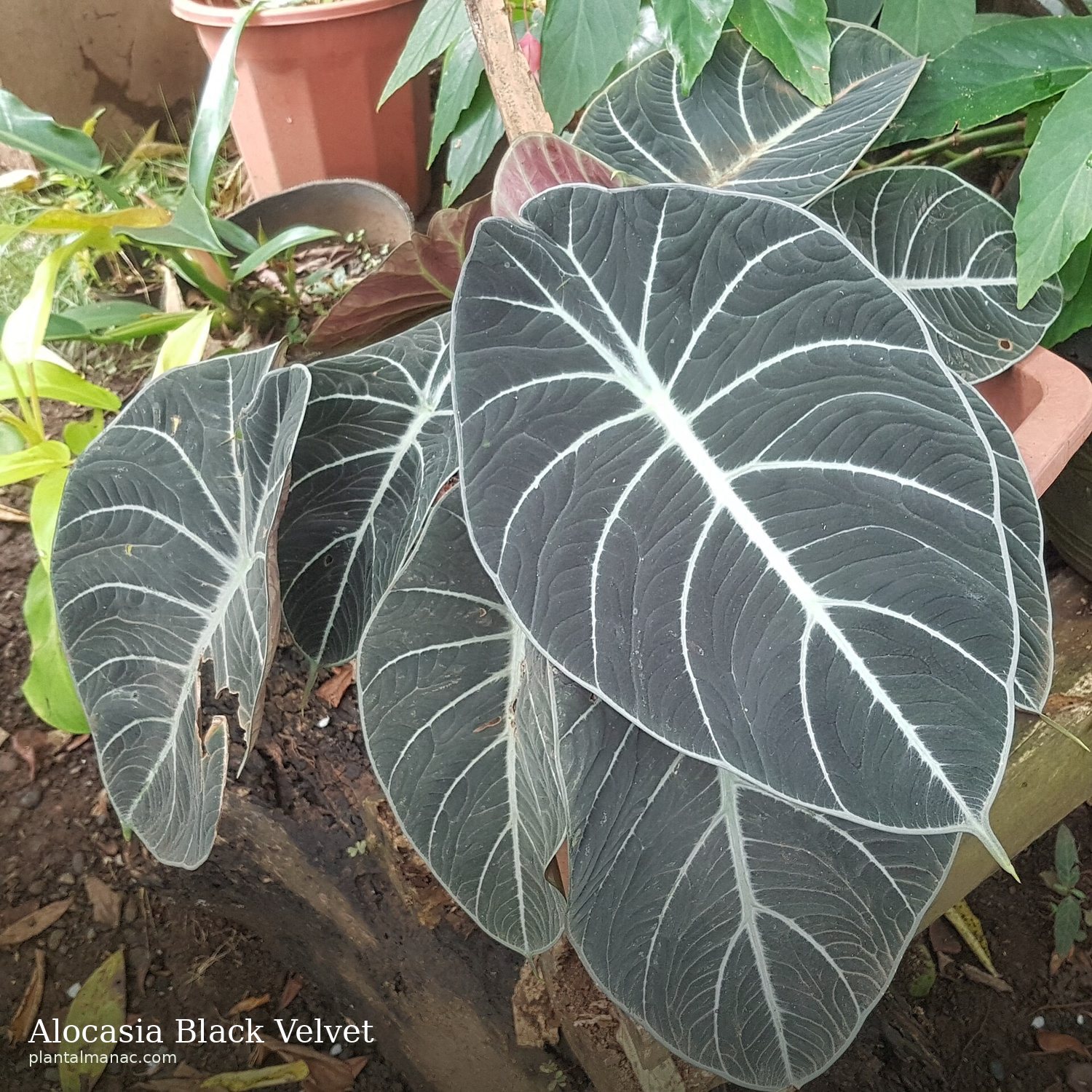 Alocasia Black Velvet (Alocasia reginula)