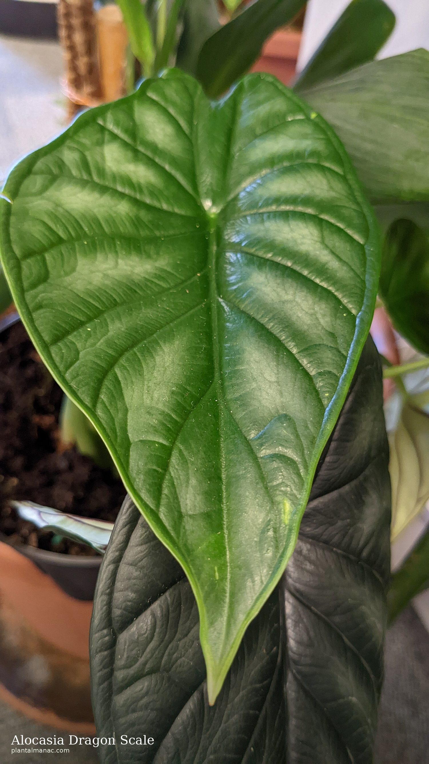 Alocasia Dragon Scale (Alocasia baginda)