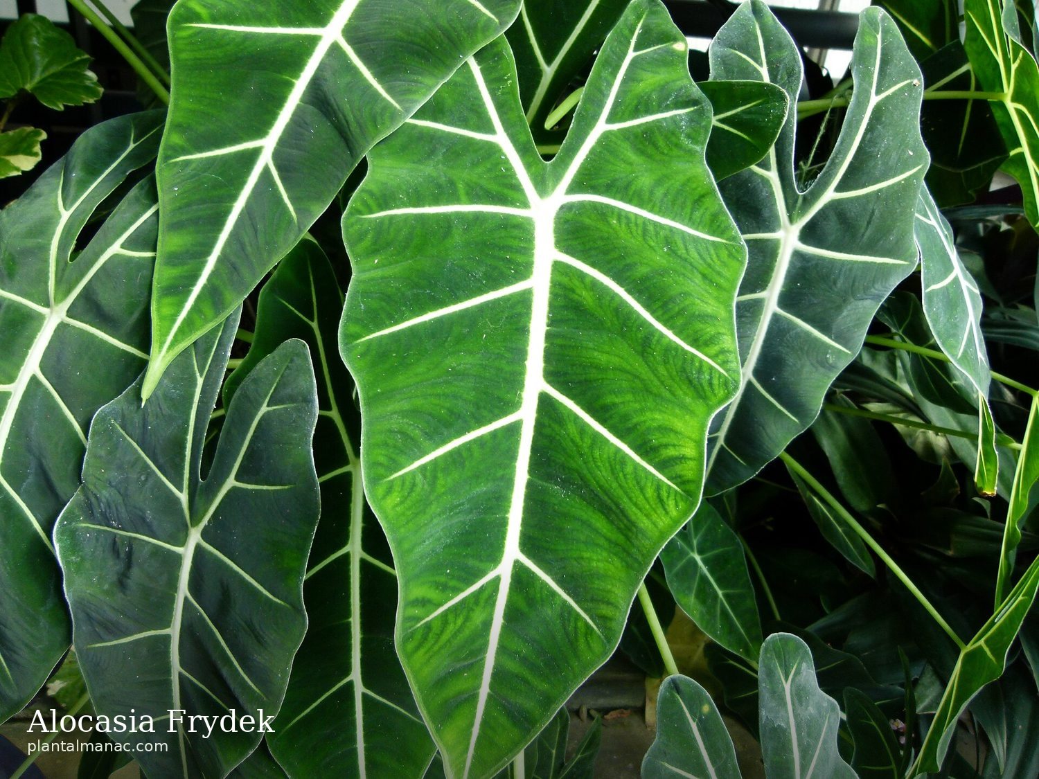 Alocasia Frydek (Alocasia micholitziana)