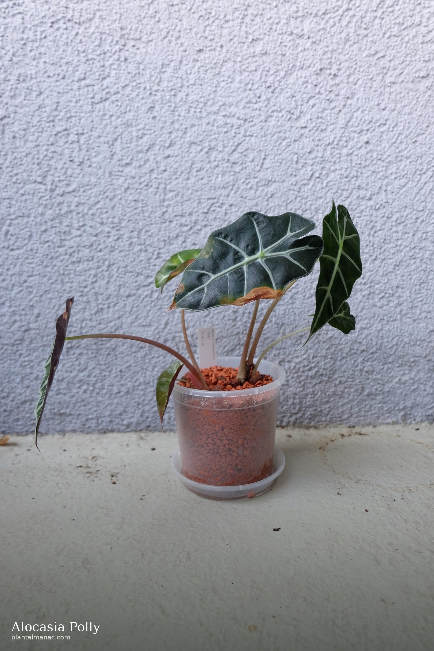 Alocasia Polly (Alocasia amazonica Polly)