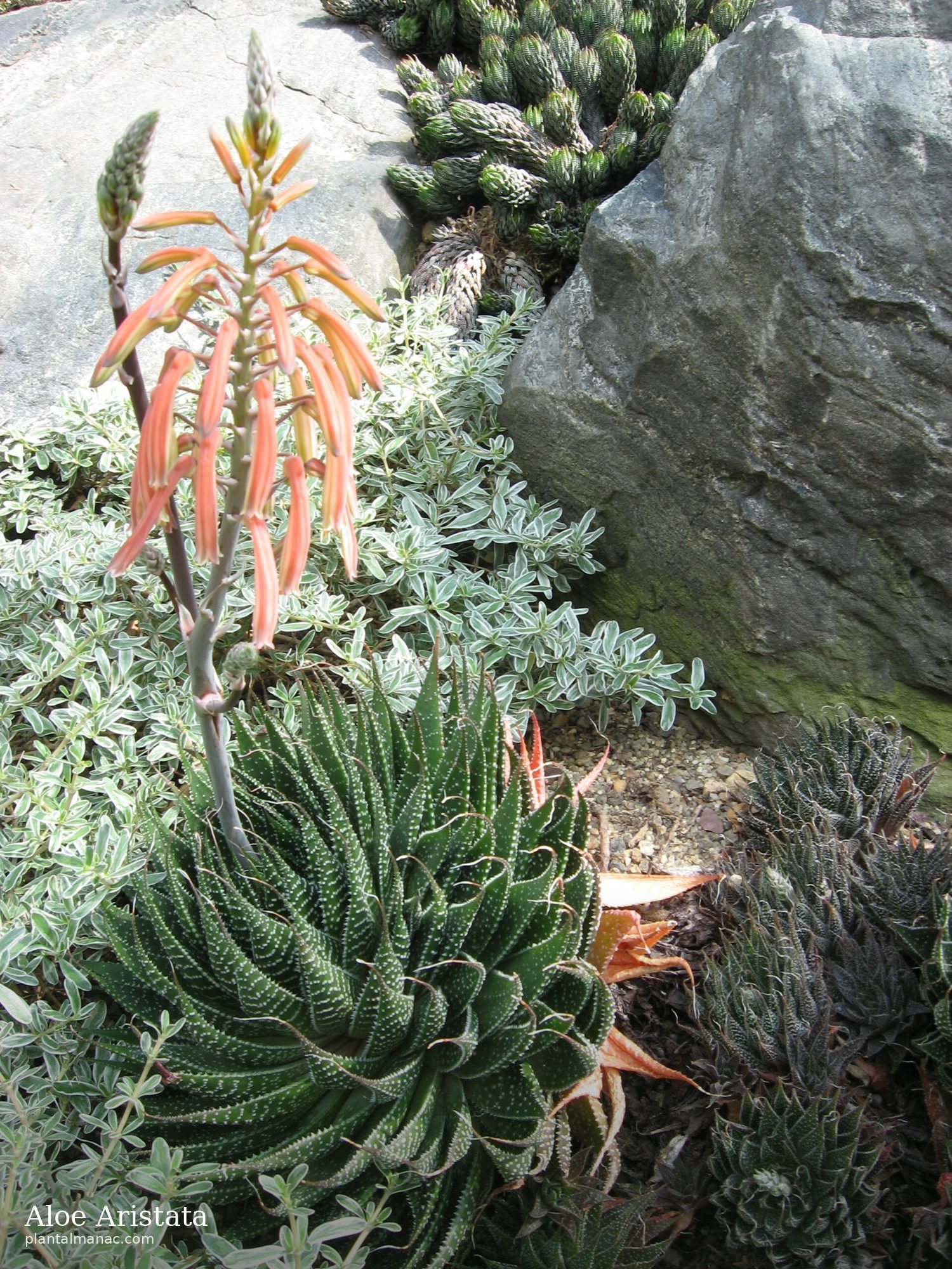 Aloe Aristata (Aristaloe aristata)