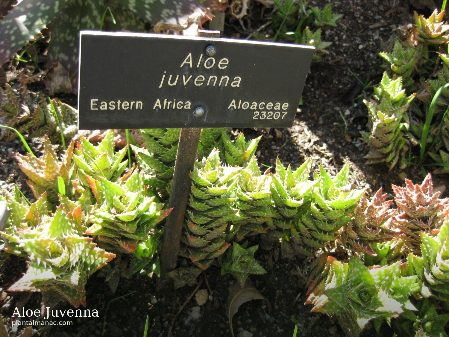 Aloe Juvenna (Aloe juvenna)