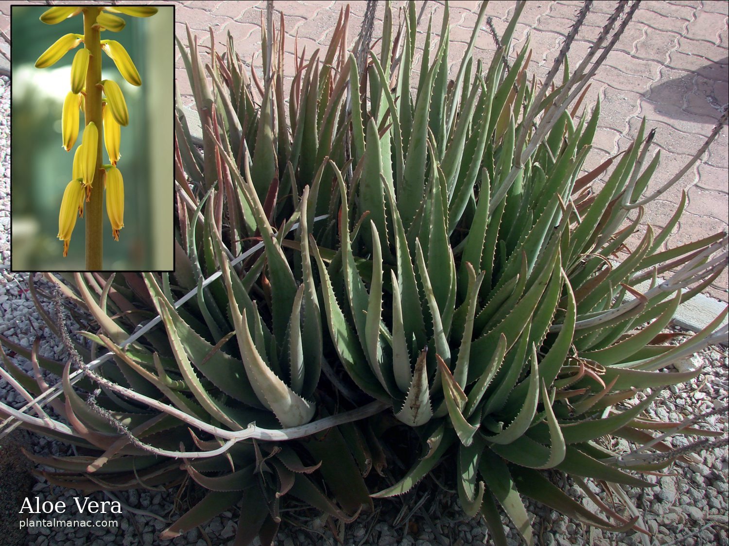 Aloe Vera (Aloe vera)