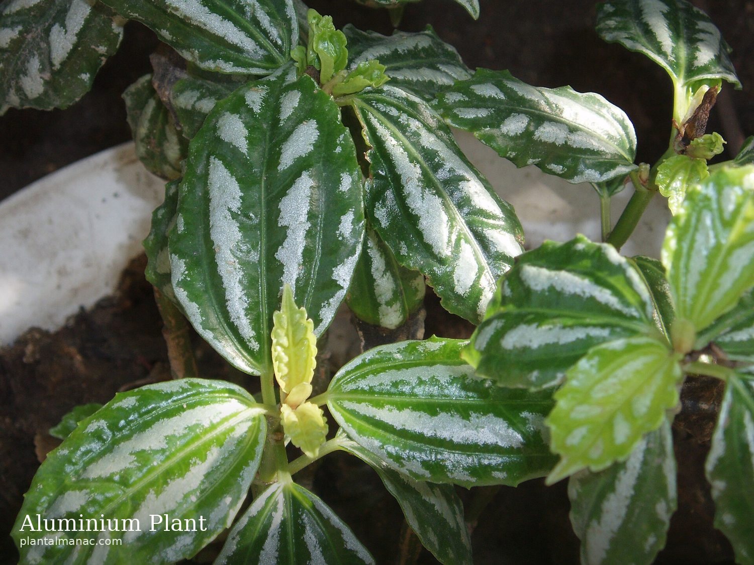 Aluminium Plant (Pilea cadierei)
