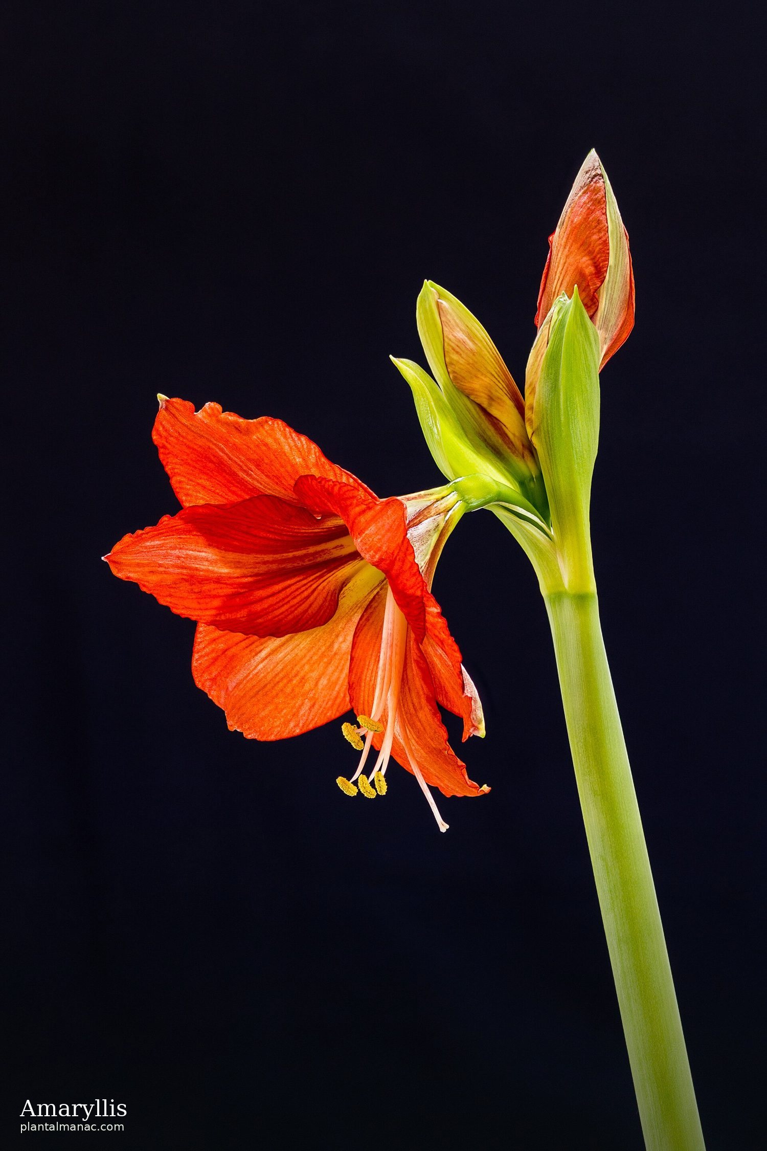 Amaryllis (Hippeastrum hybridum)