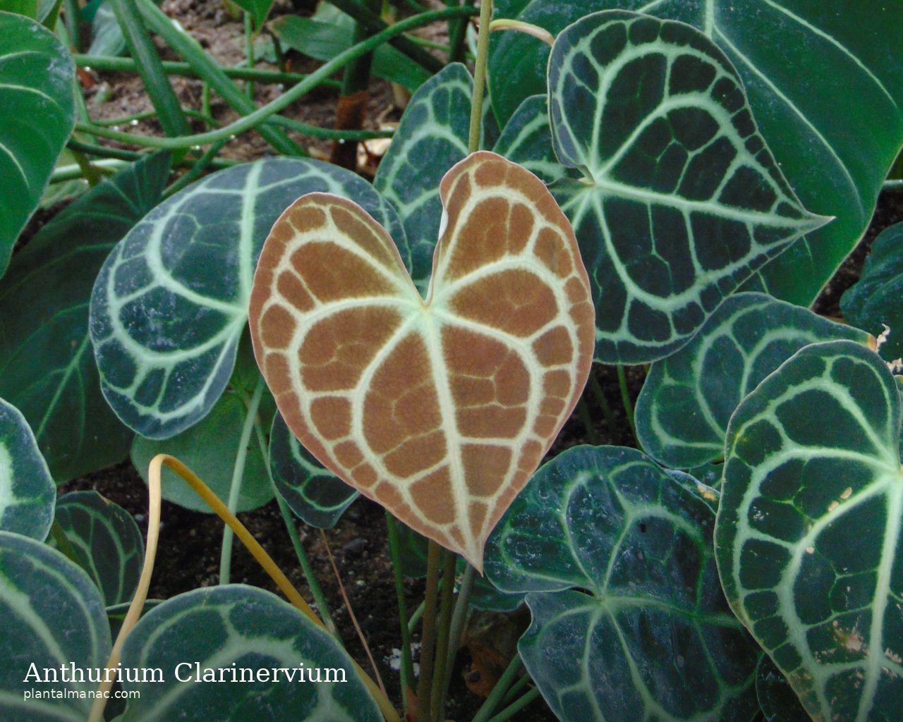 Anthurium Clarinervium (Anthurium clarinervium)