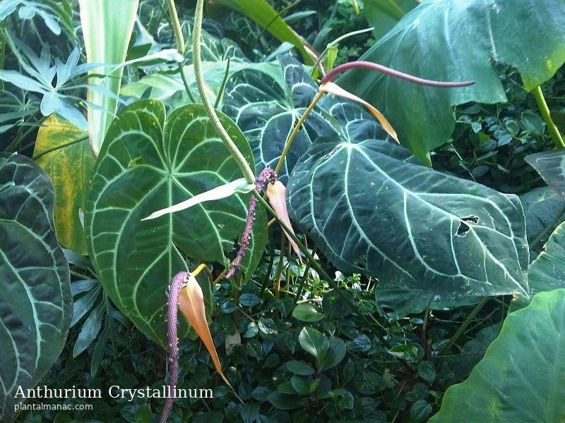 Anthurium Crystallinum (Anthurium crystallinum)