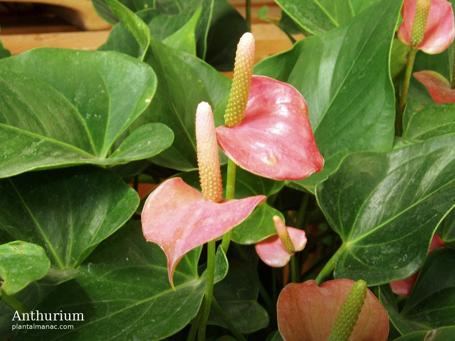 Anthurium (Anthurium andraeanum)