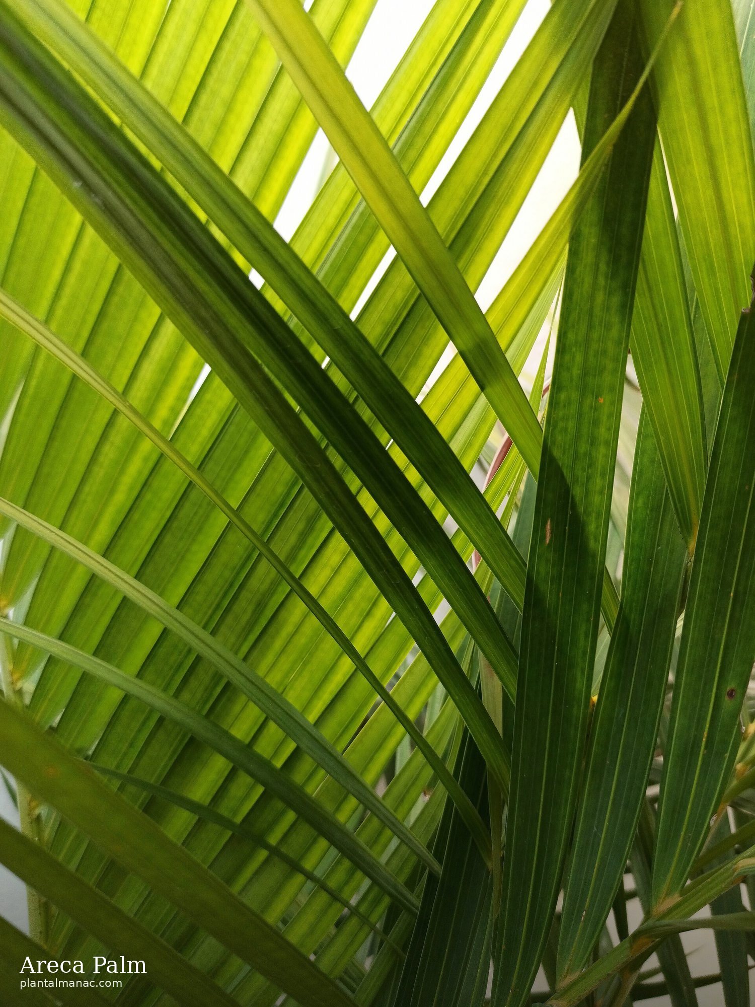 Areca Palm (Dypsis lutescens)