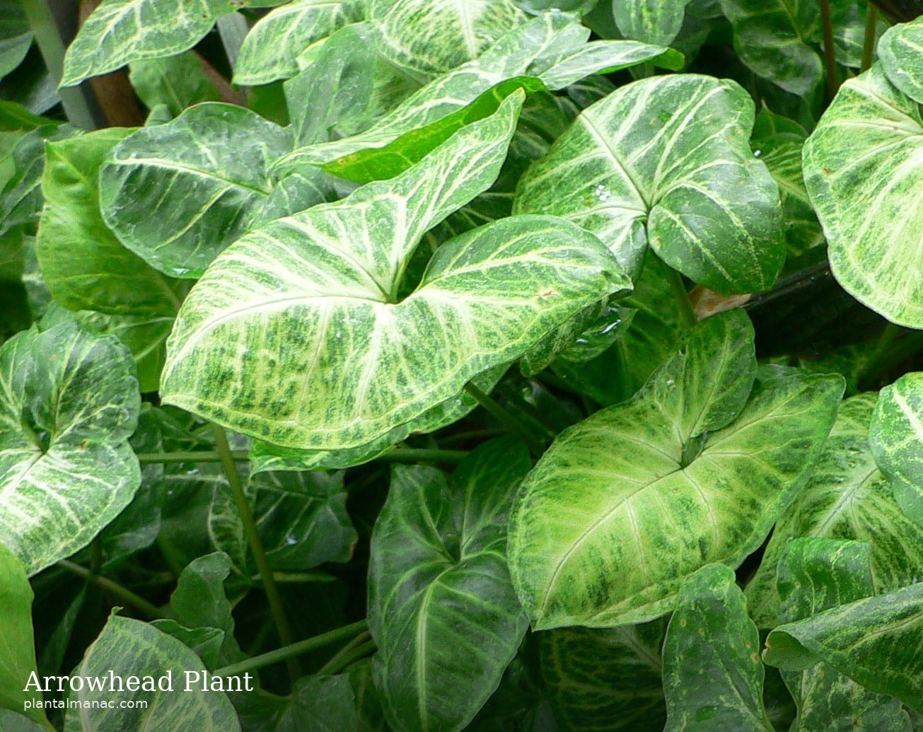 Arrowhead Plant (Syngonium podophyllum)