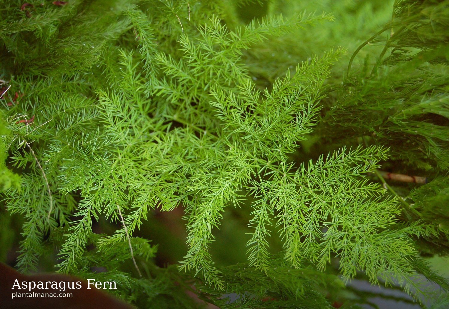 Asparagus Fern (Asparagus setaceus)