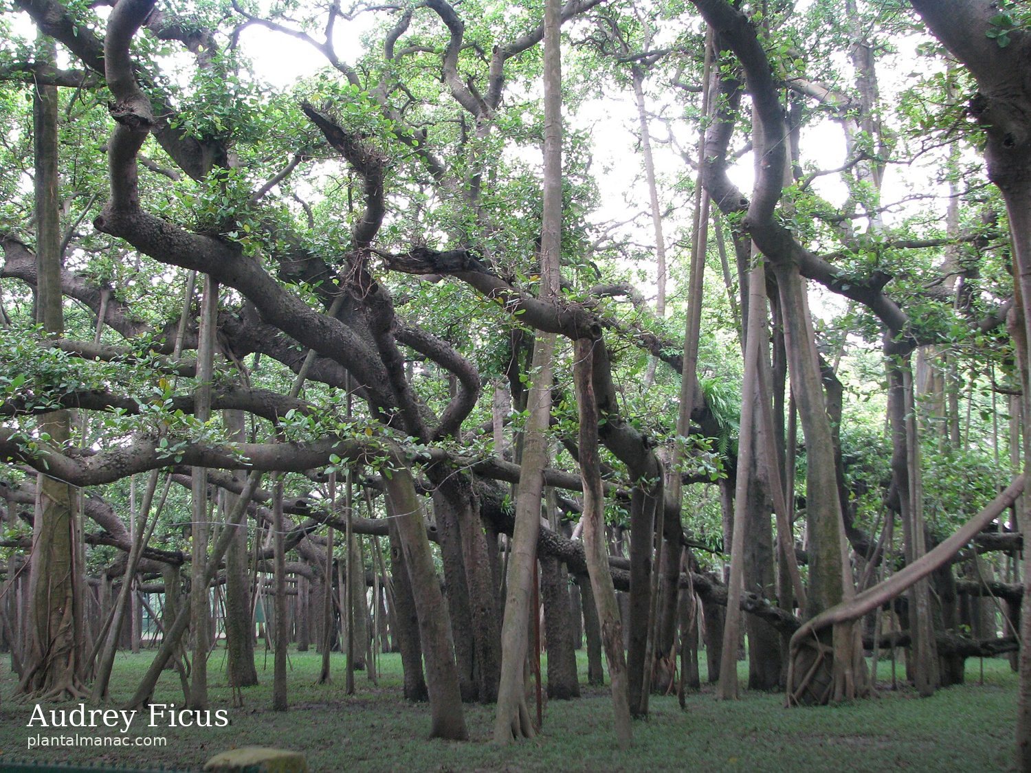 Audrey Ficus (Ficus benghalensis)