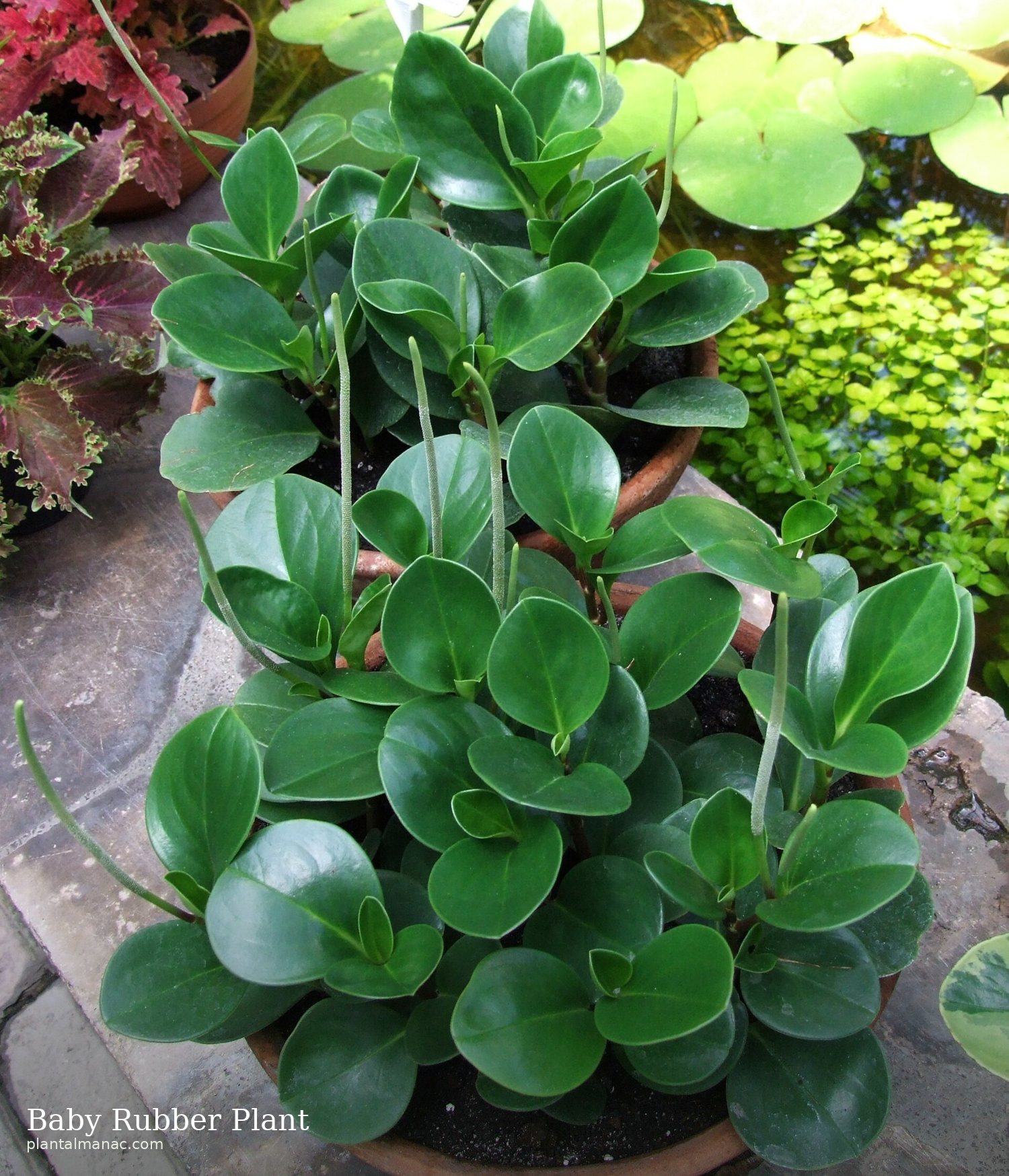 Baby Rubber Plant (Peperomia obtusifolia)