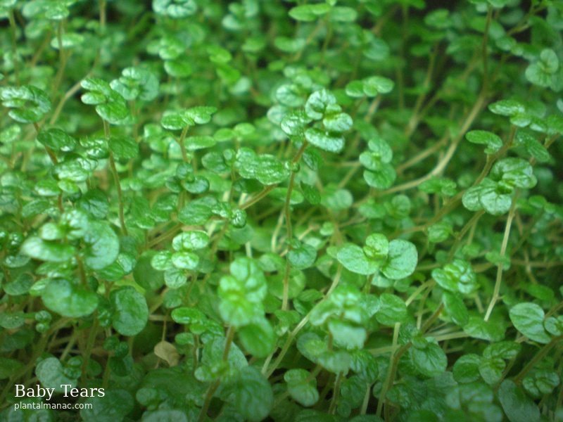 Baby Tears (Soleirolia soleirolii)