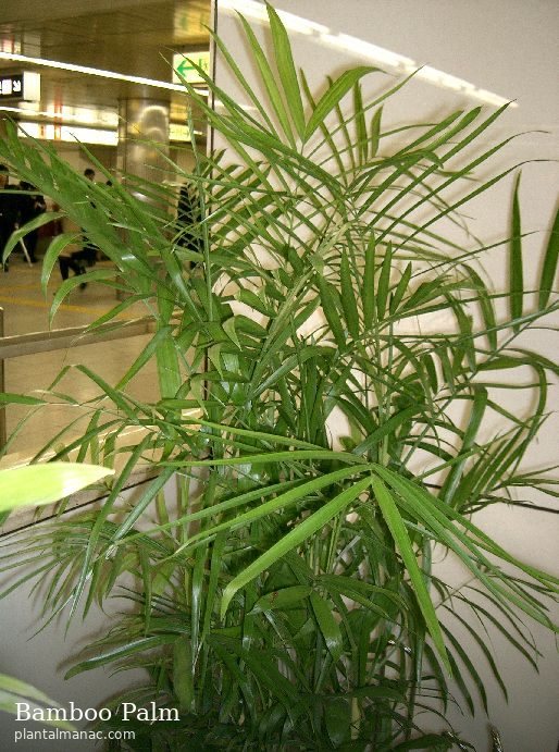 Bamboo Palm (Chamaedorea seifrizii)