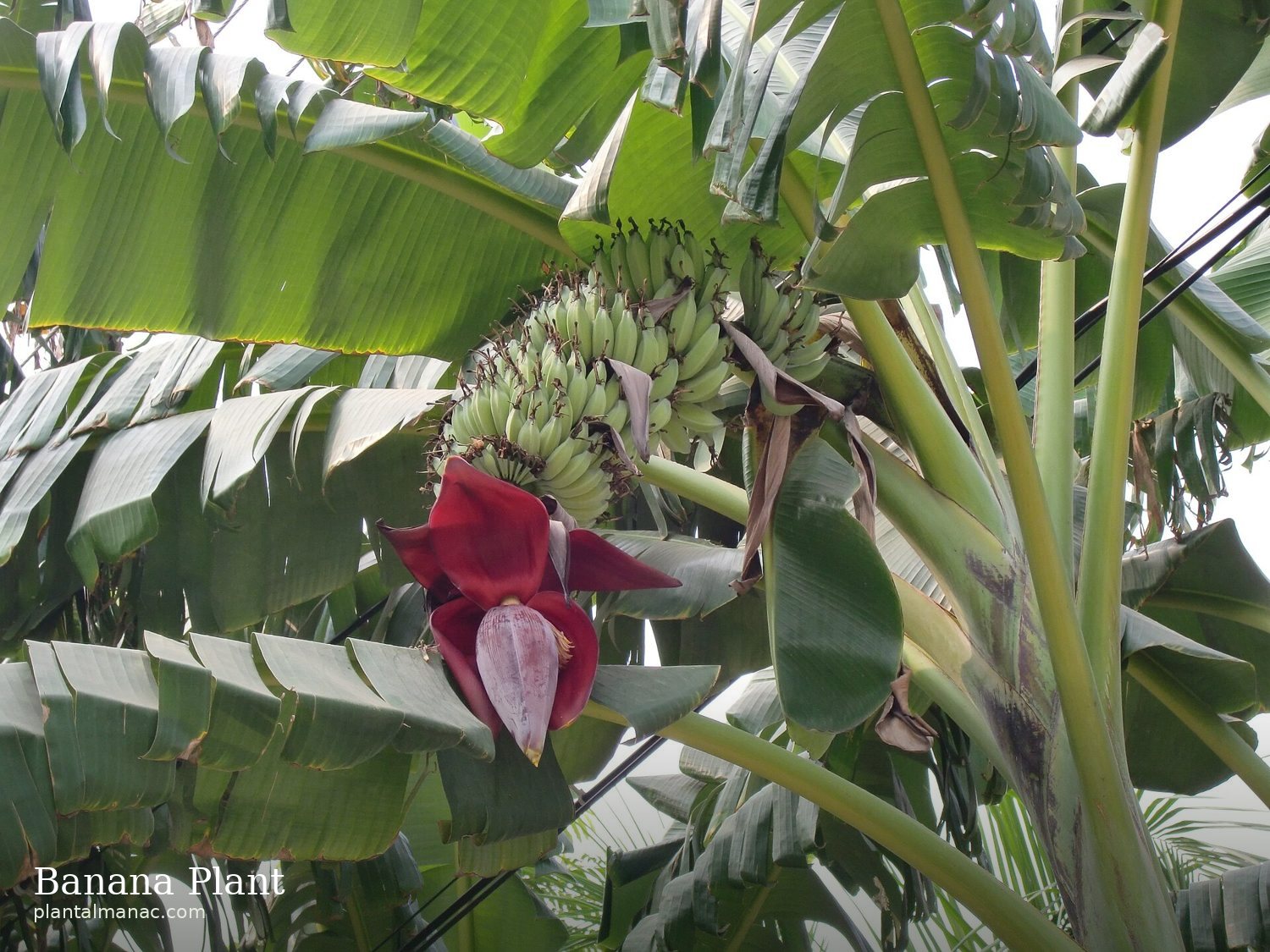 Bananenpflanze (Musa acuminata)