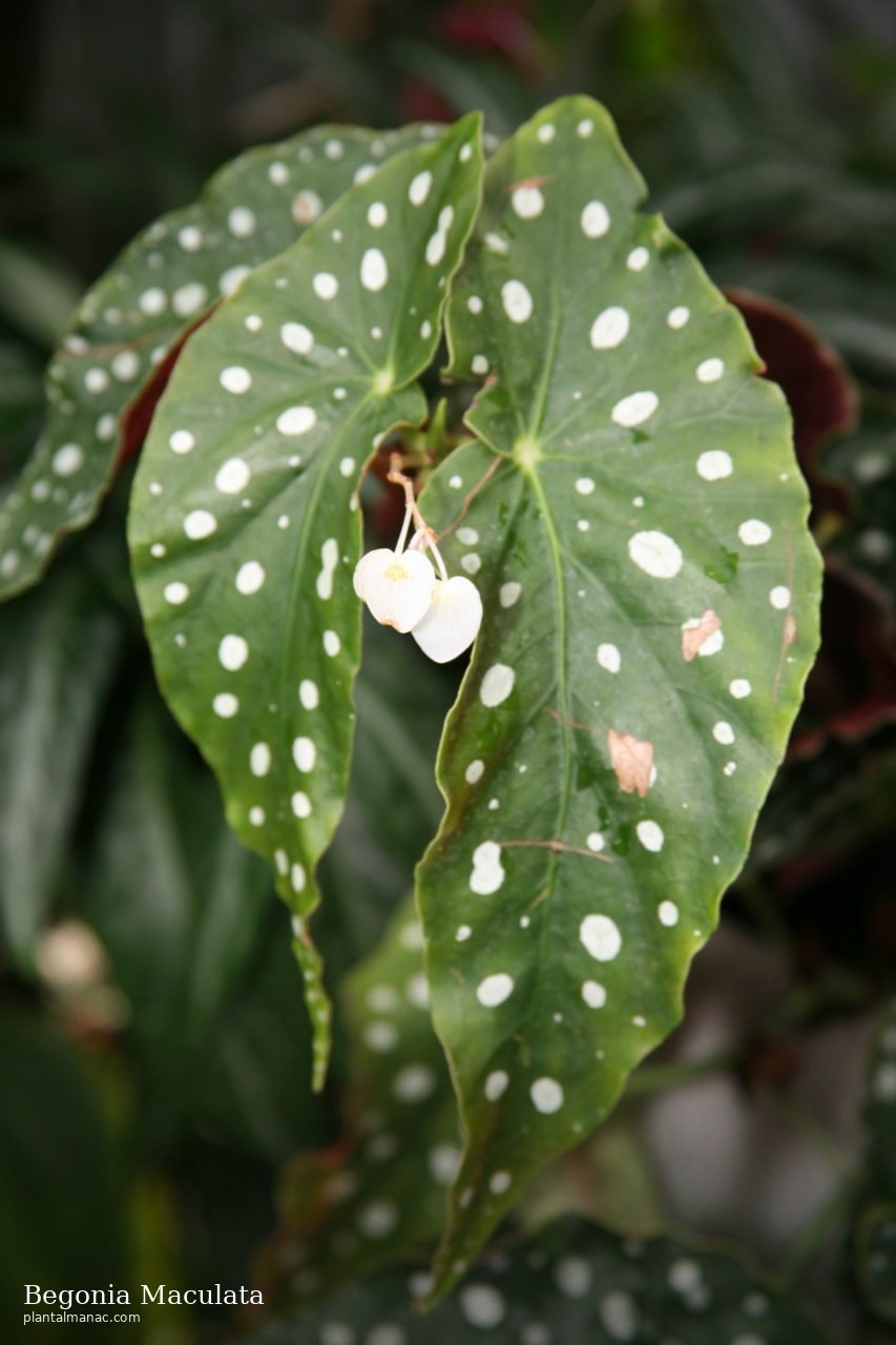 Begonia Maculata (Begonia maculata)
