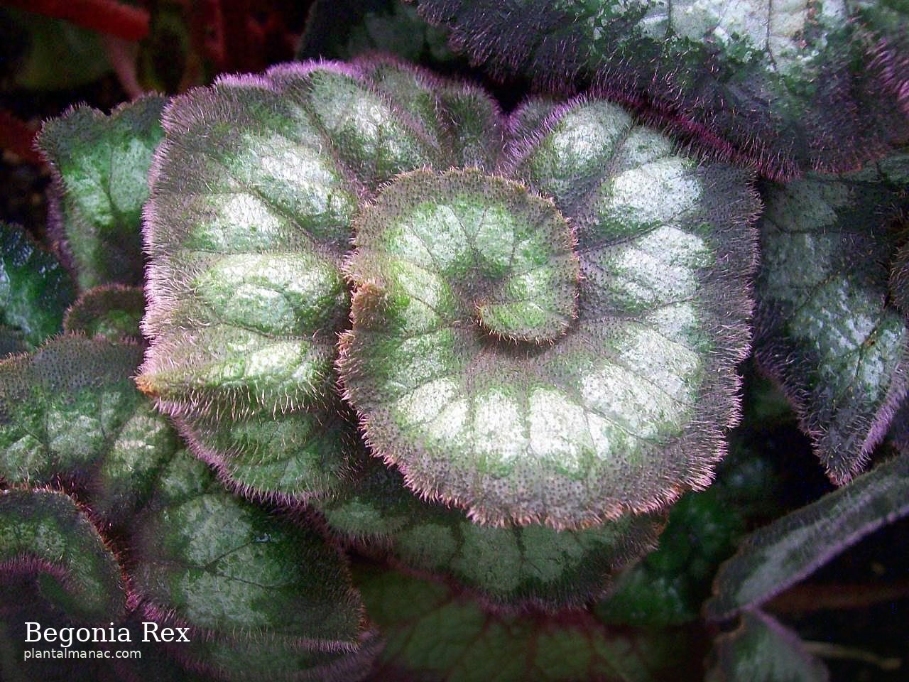 Begonia Rex (Begonia rex-cultorum)
