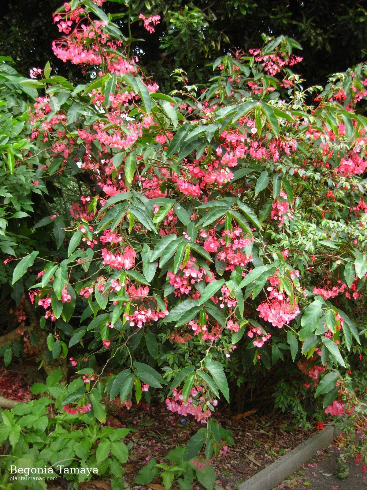 Begonia Tamaya (Begonia coccinea)