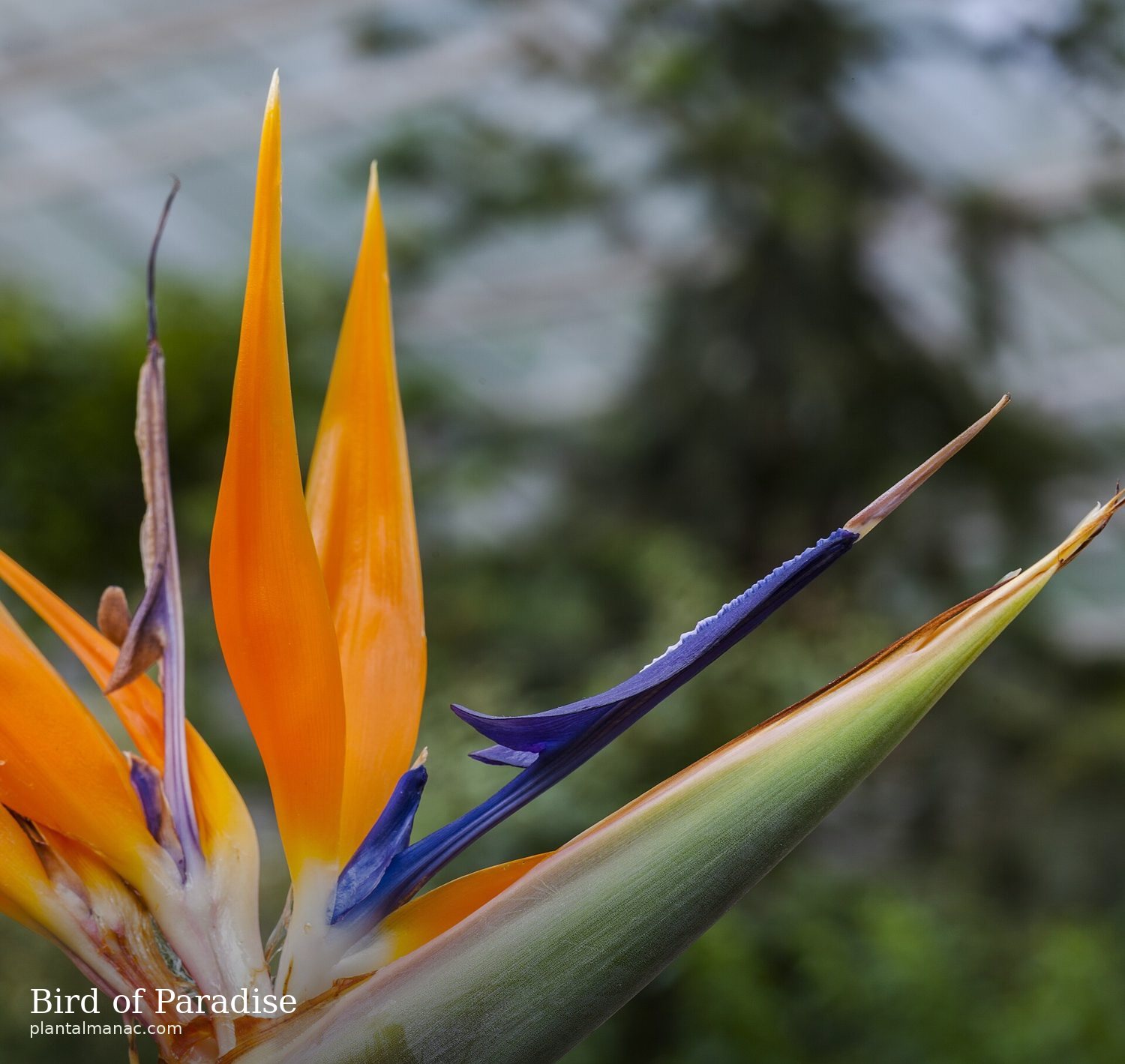 Paradiesvogelblume (Strelitzia reginae)