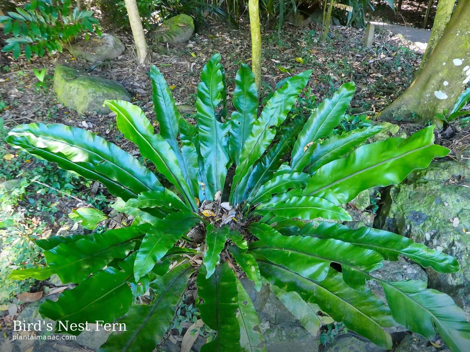 Bird's Nest Fern (Asplenium nidus)