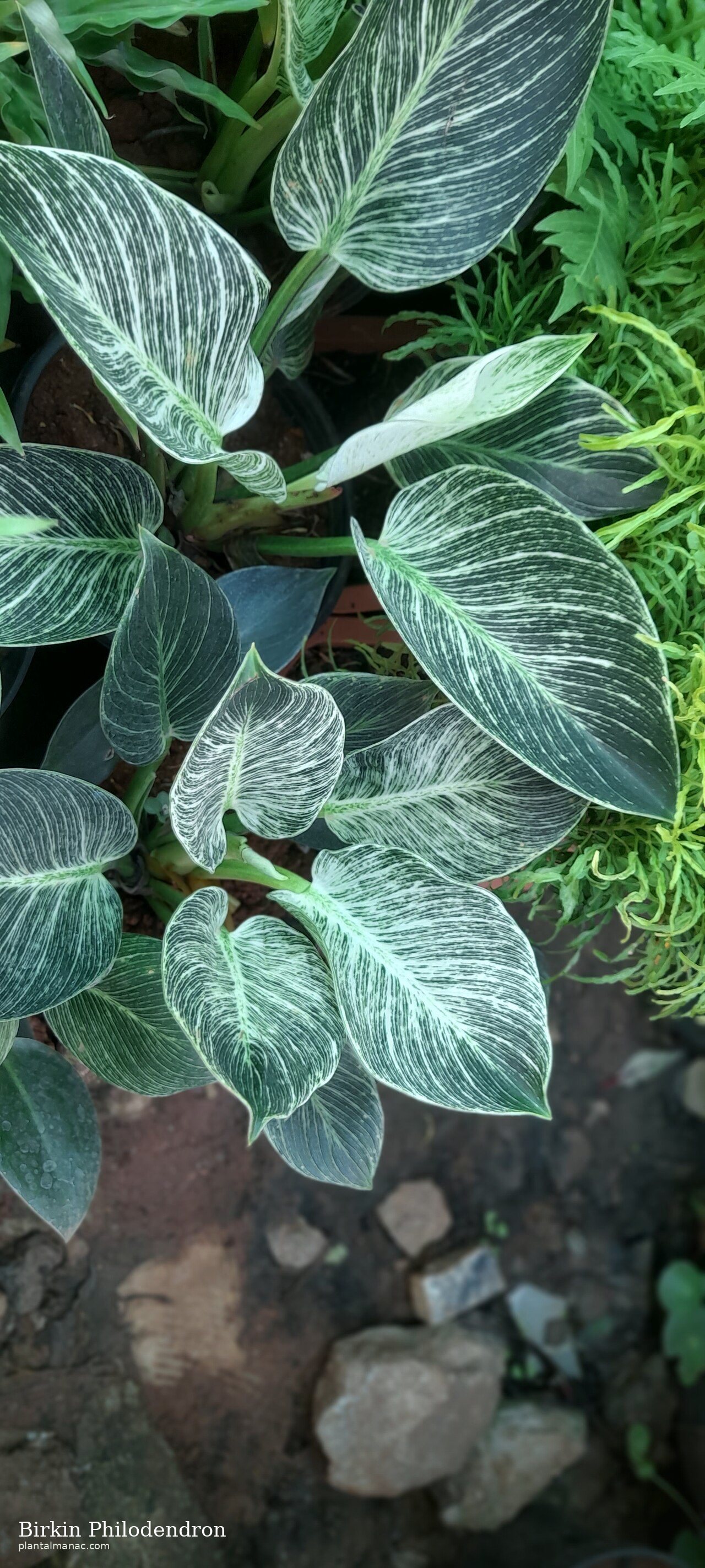Birkin Philodendron (Philodendron Birkin)