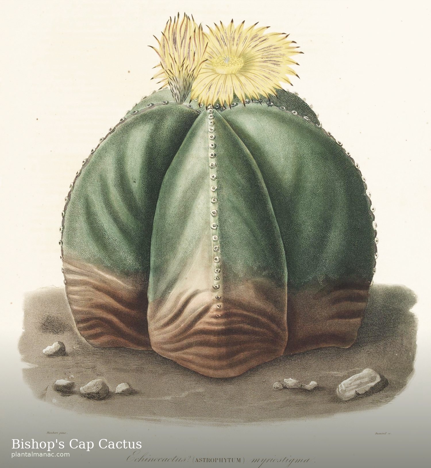 Bishop's Cap Cactus (Astrophytum myriostigma)