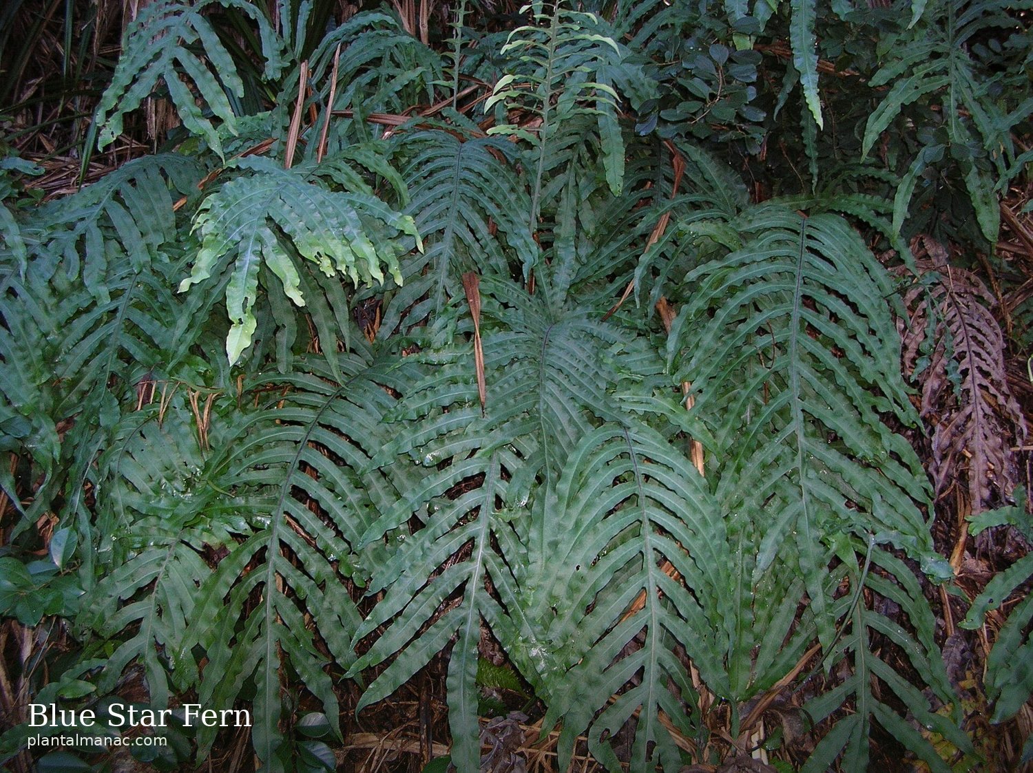 Blue Star Fern (Phlebodium aureum)