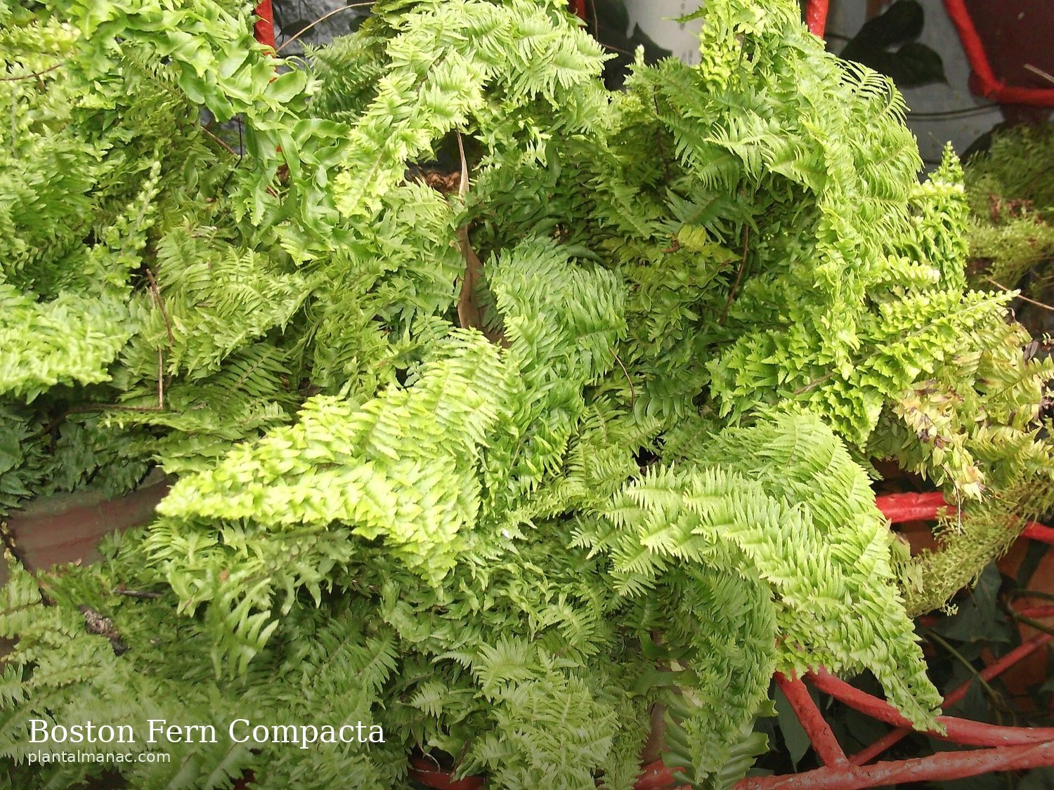 Nestfarn Compacta (Nephrolepis exaltata Compacta)