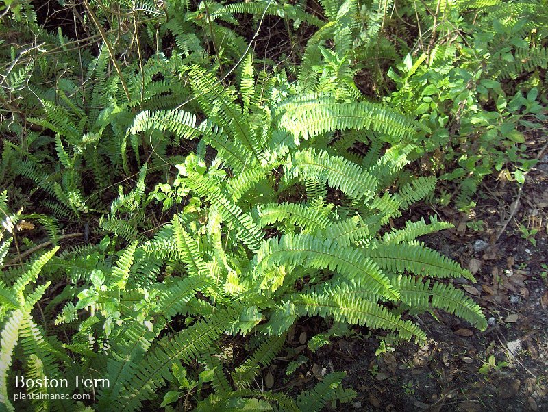 Boston Fern (Nephrolepis exaltata)