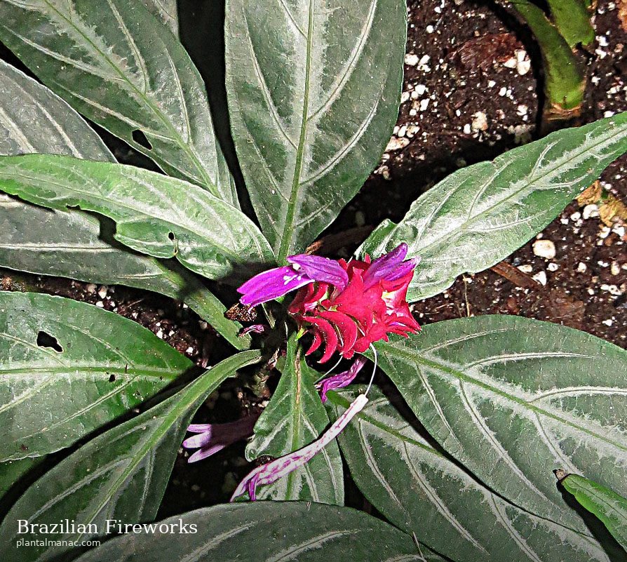 Brazilian Fireworks (Porphyrocoma pohliana)