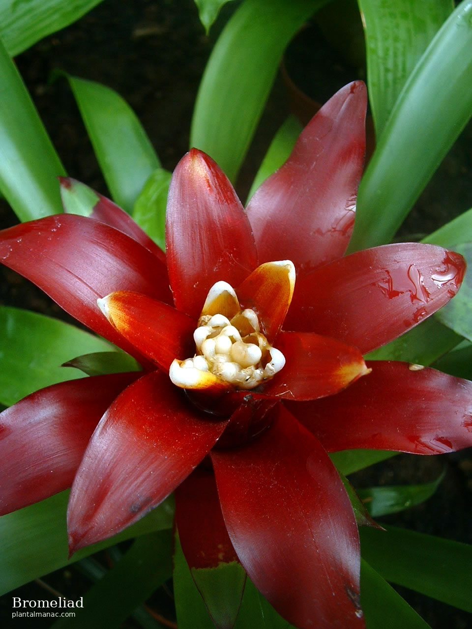 Bromeliad (Guzmania lingulata)