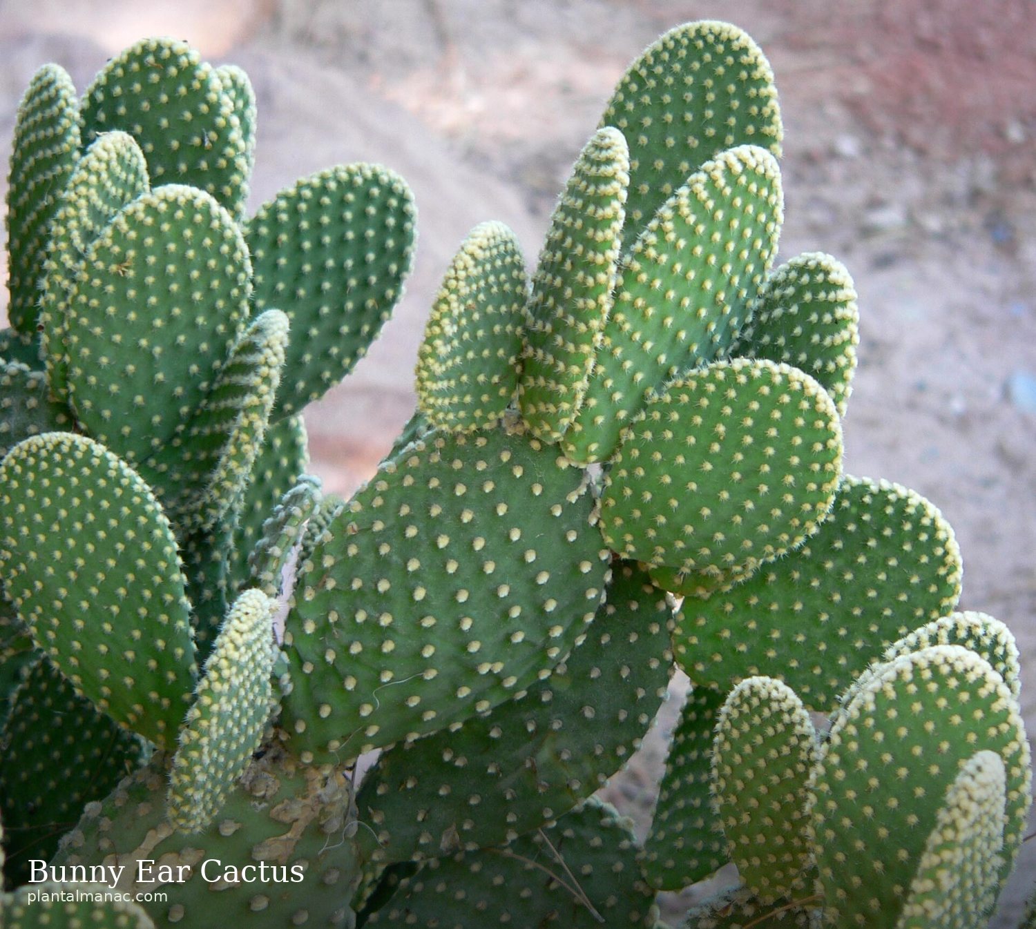 Bunny Ear Cactus (Opuntia microdasys)
