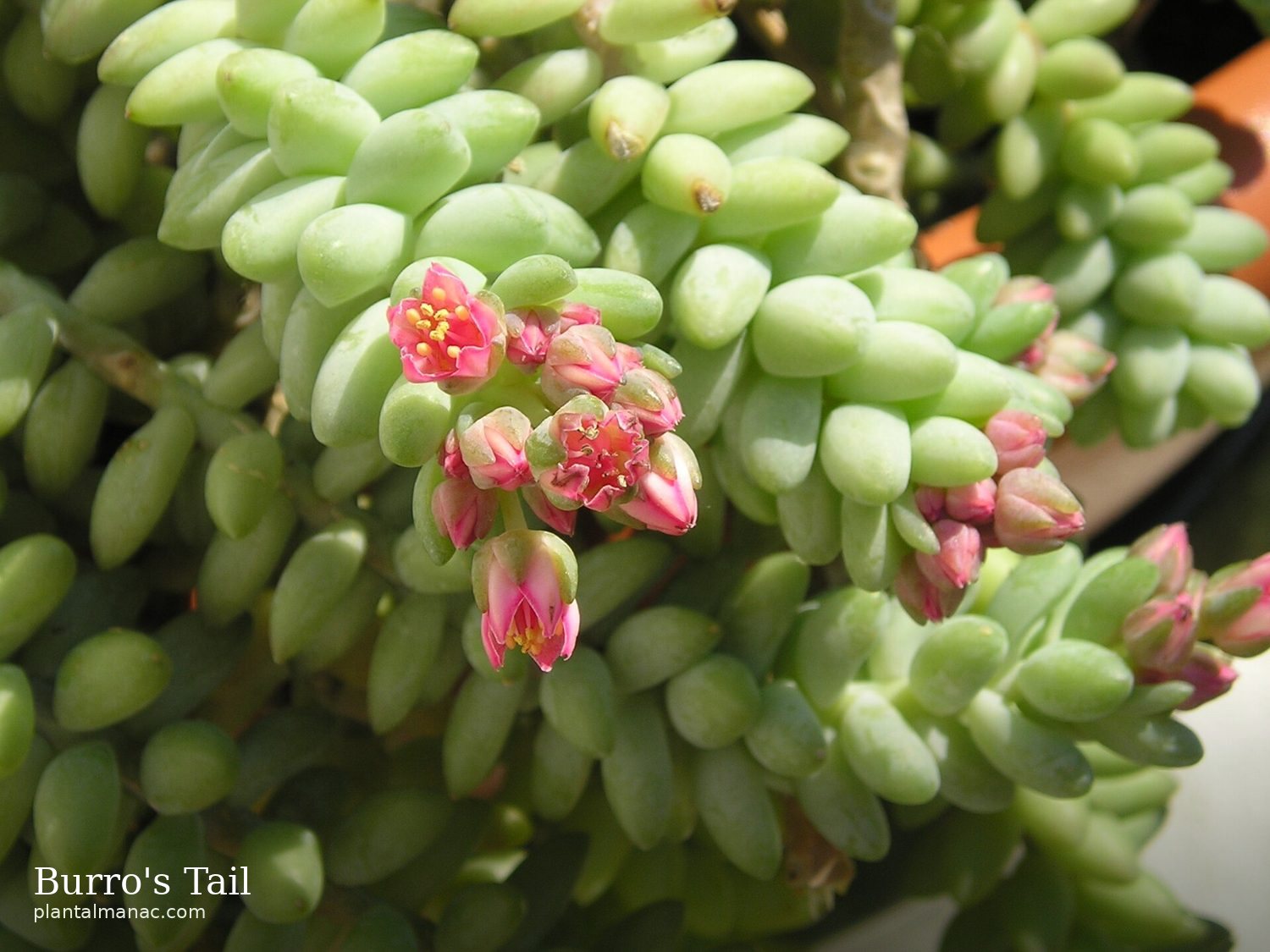 Burro's Tail (Sedum morganianum)
