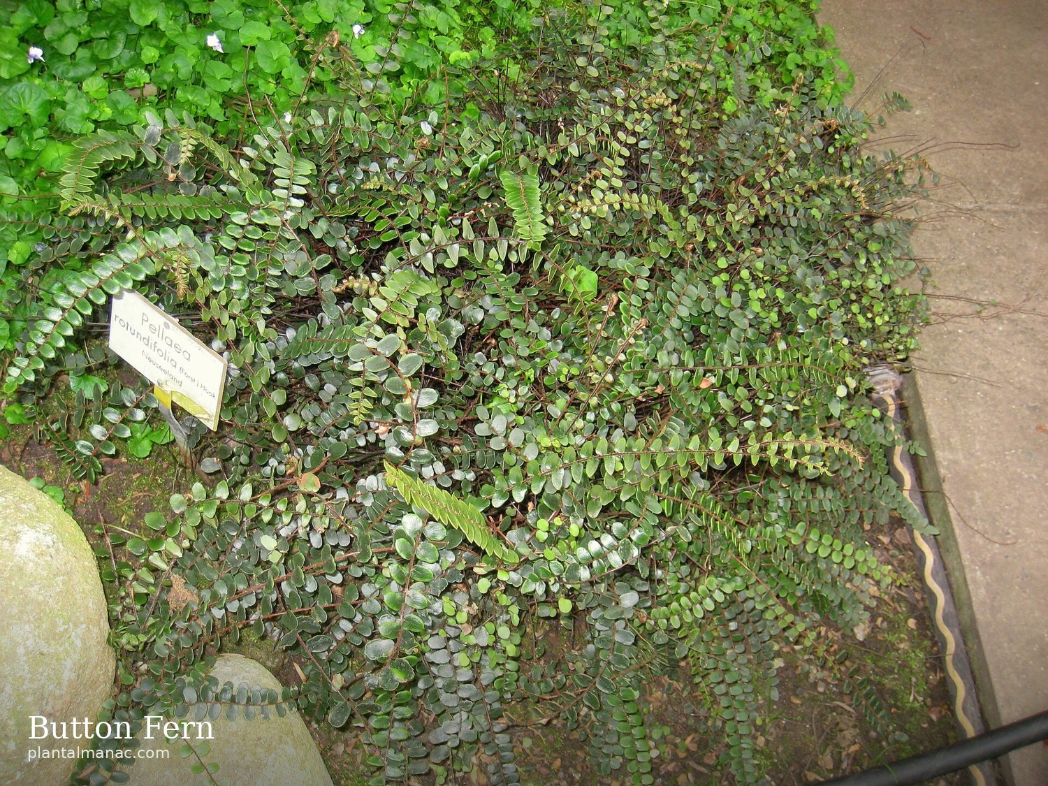 Knopffarn (Pellaea rotundifolia)