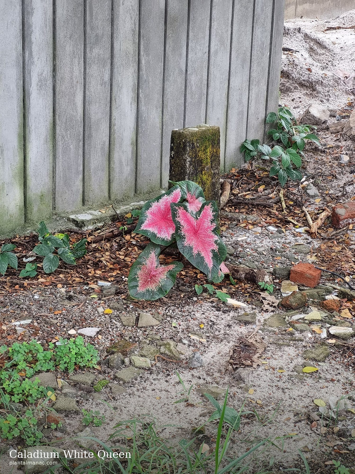 Caladium White Queen (Caladium White Queen)