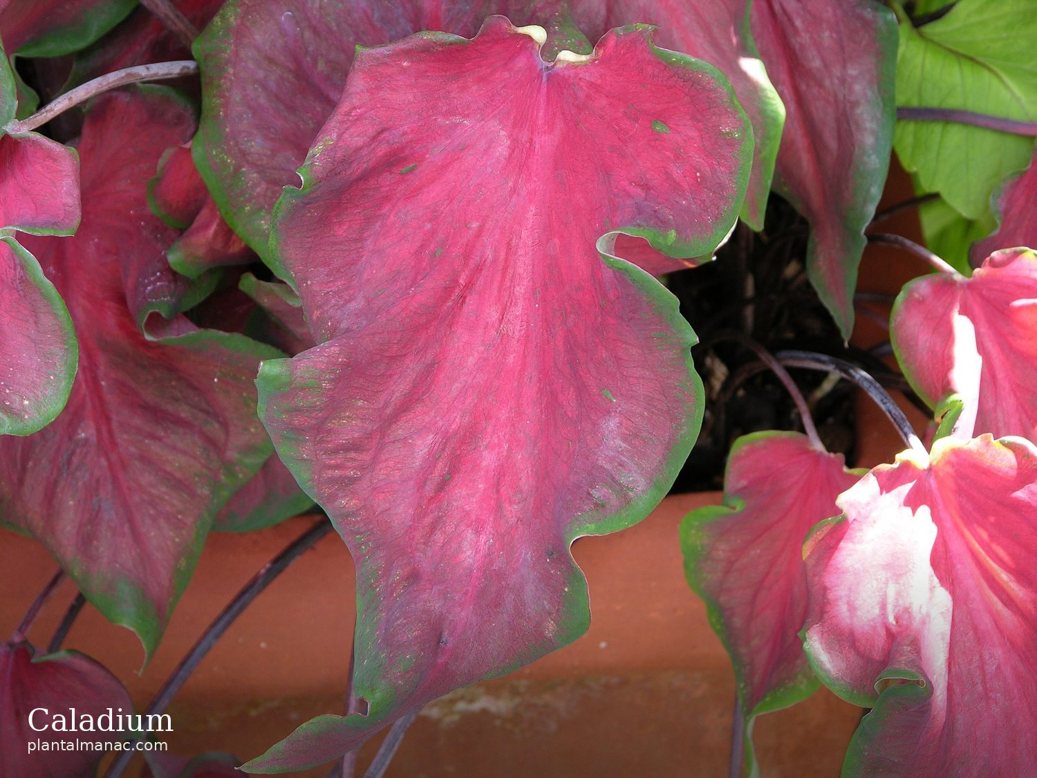 Caladium (Caladium bicolor)