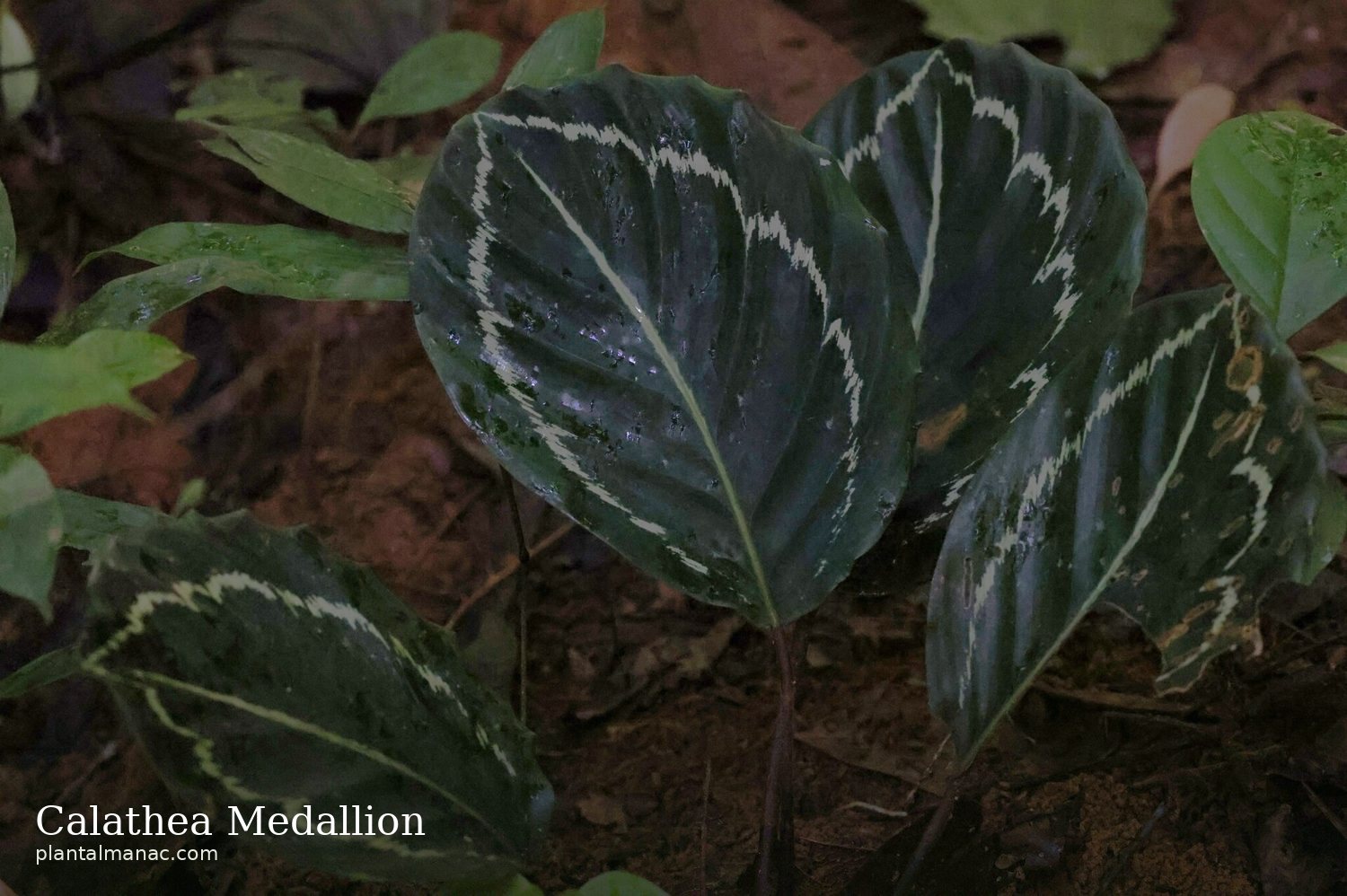 Calathea Medallion (Goeppertia roseopicta)