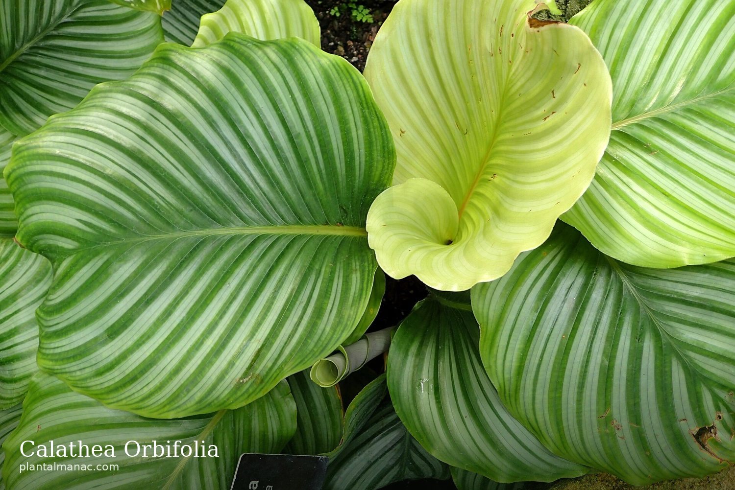 Calathea Orbifolia (Goeppertia orbifolia)