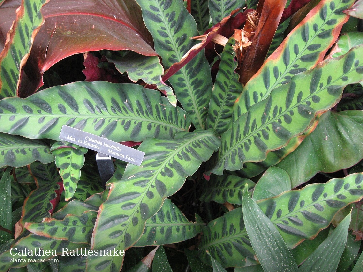 Calathea Rattlesnake (Goeppertia insignis)