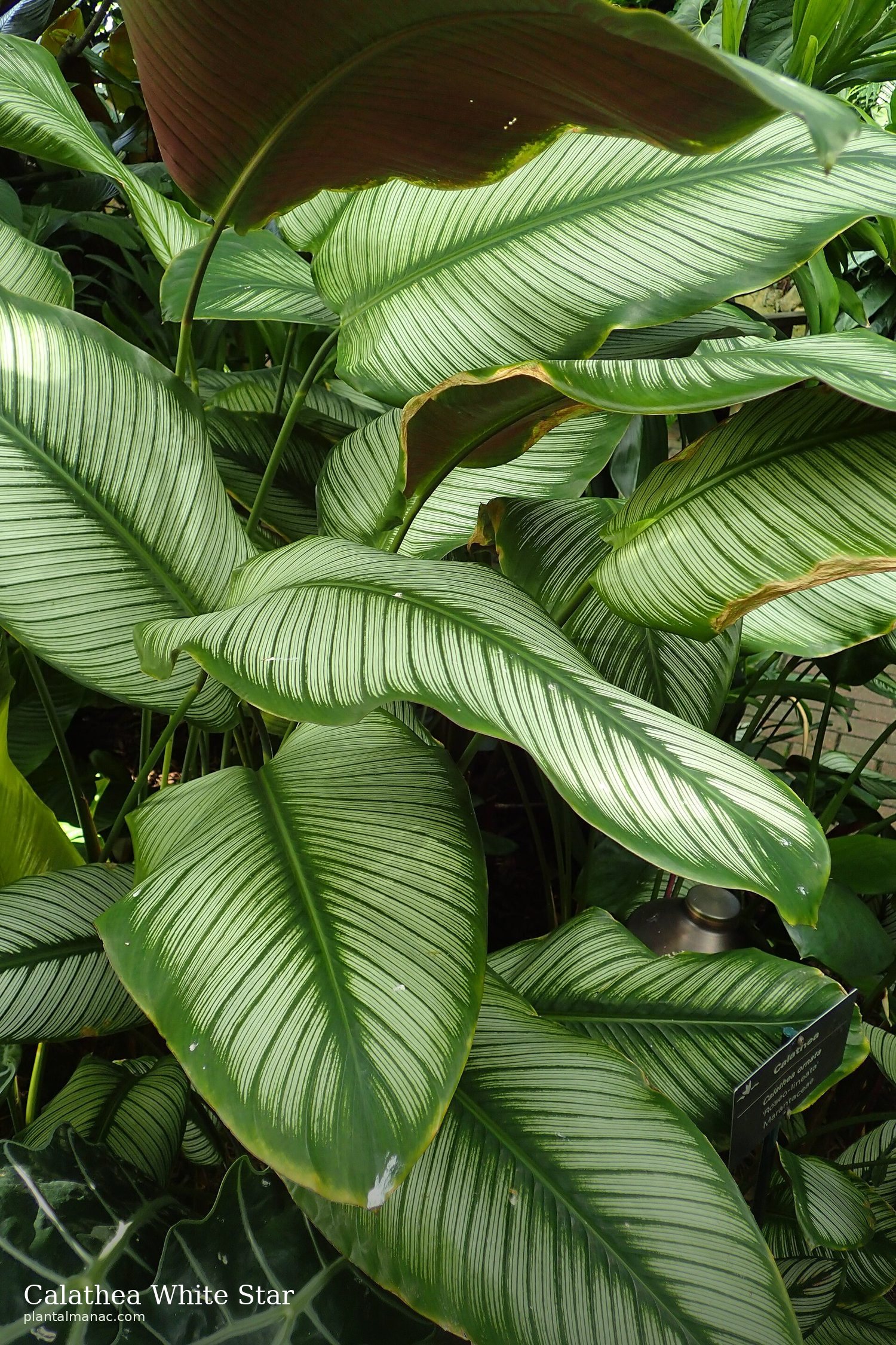 Calathea White Star (Goeppertia majestica)