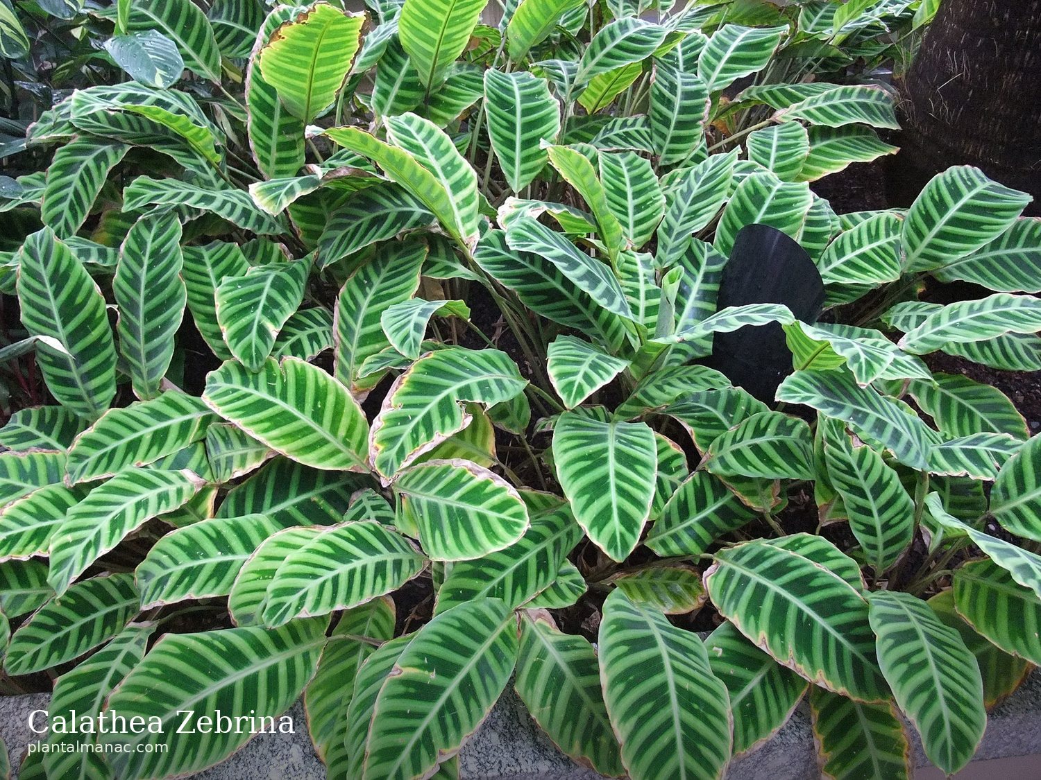 Calathea Zebrina (Goeppertia zebrina)