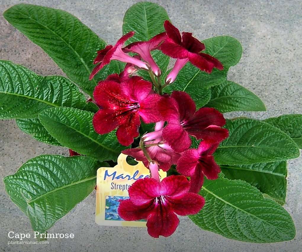 Kapuzinerblume (Streptocarpus hybridus)